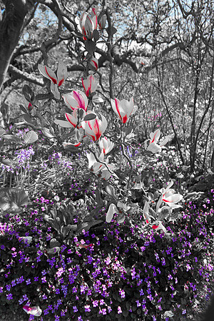 Fire_Flowers